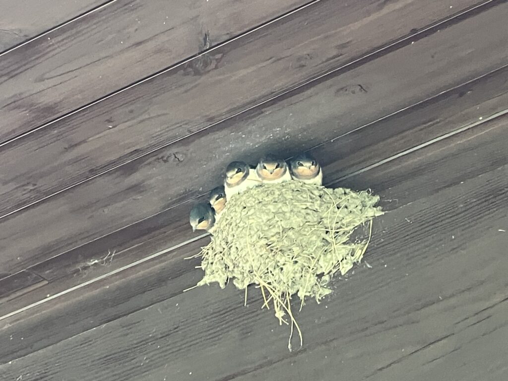 我が家にツバメの巣ができた